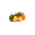 tomates datterino mix