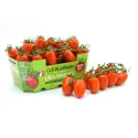 Tomate Datterino Rouge