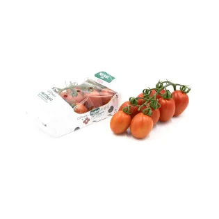 Tomate Piccadilly